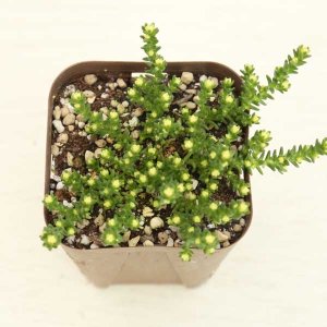 画像: 多肉植物 セダム エレガンス 2.5寸苗