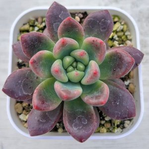 画像: 多肉植物 エケベリア シャネル 2.5寸苗