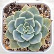 画像1: ●多肉植物 エケベリア スノーベルベット 2.5寸苗