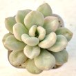 画像1: ●多肉植物 エケベリア ビルゲイツ 2.5寸苗
