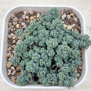 画像: 多肉植物 セダム プレビフォリウム 2.5寸苗