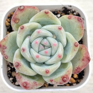 画像: ●多肉植物 エケベリア 桃太郎（キズあり） 2.5寸苗