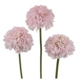 画像: スカビオサ ボンボンスクープ フレンチバニラ