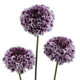 画像: スカビオサ フォーカルスクープ パープルレース