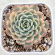画像1: ●多肉植物 エケベリア ブルーミニマ錦 2.5寸苗