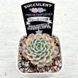 画像2: ●多肉植物 エケベリア ブルーミニマ錦 2.5寸苗