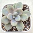 画像1: 多肉植物 グラプトペタルム だるま秋麗（ダルマシュウレイ） 2.5寸苗
