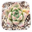 画像1: ●多肉植物 エケベリア アマビレ 2.5寸苗