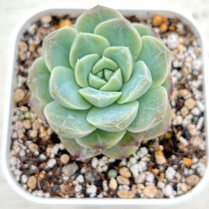 画像: ●多肉植物 エケベリア ブルースカイ2 2.5寸苗