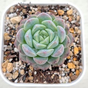画像: ●多肉植物 エケベリア フルーツキャンディー 2.5寸苗