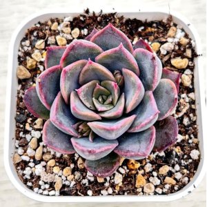 画像: ●多肉植物 エケベリア ダークアイス 2.5寸苗