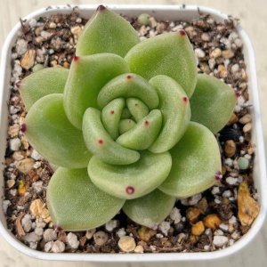 画像: ●多肉植物 エケベリア シャーロット 2.5寸苗
