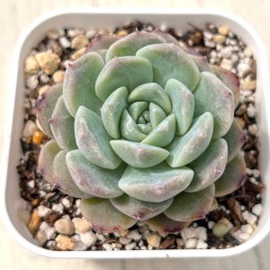 画像: ●多肉植物 エケベリア ストロベリージャム 2.5寸苗