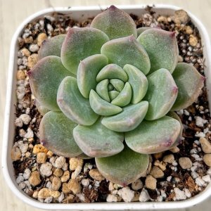 画像: ●多肉植物 エケベリア ストロベリースムージー 2.5寸苗