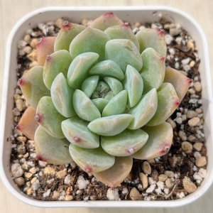 画像: ●多肉植物 エケベリア ストロベリーケーキ 2.5寸苗