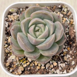 画像: ●多肉植物 エケベリア 琴心 2.5寸苗