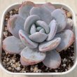 画像1: ●多肉植物 エケベリア スノーティー 2.5寸苗