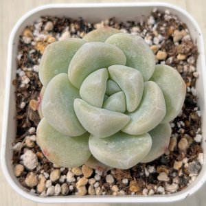 画像: ●多肉植物 エケベリア アイスジェイド 2.5寸苗