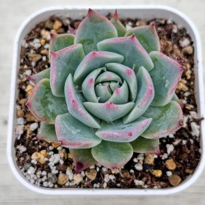 画像: ●多肉植物 エケベリア スカイワールド 2.5寸苗