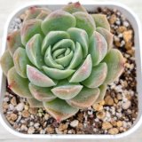 画像: ●多肉植物 エケベリア ホワイトピーチソーダ 2.5寸苗