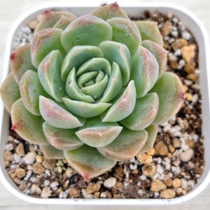 画像: ●多肉植物 エケベリア ホワイトピーチソーダ 2.5寸苗