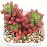 画像: 多肉植物 セダム オーロラ 2.5寸苗