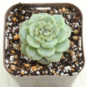 画像: ●多肉植物 エケベリア レッドベルベット 2.5寸苗