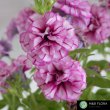 画像1: 八重咲きペチュニア ミヨシ系 アメジストベイン （花なし苗）