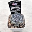 画像2: ●多肉植物 エケベリア テディバーガー 2.5寸苗
