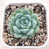 画像: ●多肉植物 エケベリア ホワイトスイートデュー 2.5寸苗
