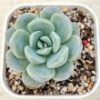 画像1: ●多肉植物 エケベリア ダイフク 2.5寸苗