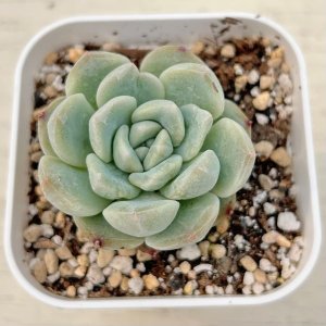 画像: ●多肉植物 エケベリア ファンタジー 2.5寸苗