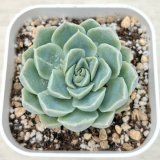画像: ●多肉植物 エケベリア エレガンスアルバ 2.5寸苗
