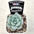 画像2: ●多肉植物 エケベリア ダイフク 2.5寸苗