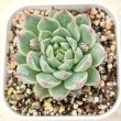 画像1: ●多肉植物 エケベリア ユエヨウ 2.5寸苗