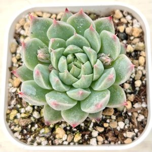 画像: ●多肉植物 エケベリア ユエヨウ 2.5寸苗