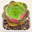 画像1: ●多肉植物 アエオニウム グリーノビア・オーレア 2.5寸苗