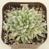 画像: 多肉植物 エケベリア メビナ錦 2.5寸苗