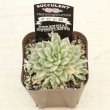 画像2: 多肉植物 エケベリア メビナ錦 2.5寸苗