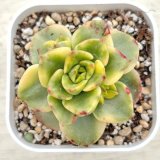 画像: ●多肉植物 エケベリア ローリー錦 2.5寸苗