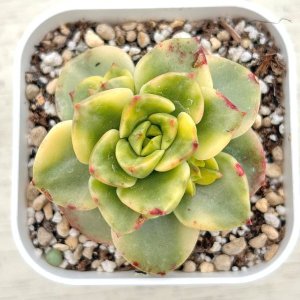 画像: ●多肉植物 エケベリア ローリー錦 2.5寸苗