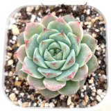 画像: ●多肉植物 エケベリア モンロージェネレーションピンク 2.5寸苗