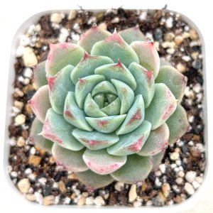 画像: ●多肉植物 エケベリア モンロージェネレーションピンク 2.5寸苗