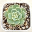 画像1: ●多肉植物 エケベリア モンロージェネレーションホワイト 2.5寸苗