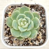 画像: ●多肉植物 エケベリア モンロージェネレーションホワイト 2.5寸苗