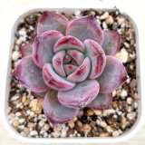 画像: ●多肉植物 エケベリア ナイトデーモン 2.5寸苗