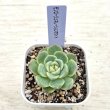 画像2: ●多肉植物 エケベリア モンロージェネレーションホワイト 2.5寸苗