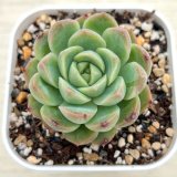 画像: ●多肉植物 エケベリア ピーコックスピリット 2.5寸苗