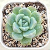 画像: ●多肉植物 エケベリア 玉胡蝶 2.5寸苗