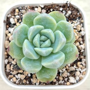 画像: ●多肉植物 エケベリア 玉胡蝶 2.5寸苗
